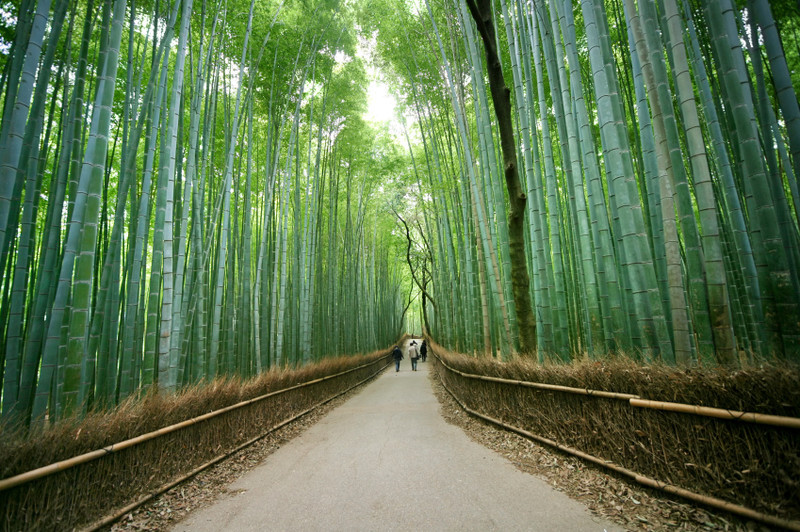 Sagano bamboo grove Arashiyama with tall green bamboo stalks lining a path