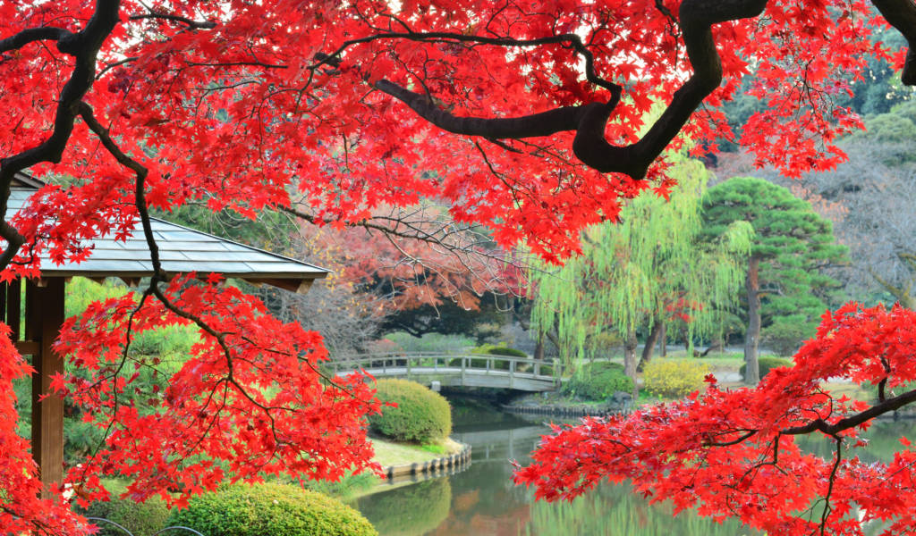 Shinjuku Gyoen garden in autumn with vibrant red maple trees and a traditional pavilion